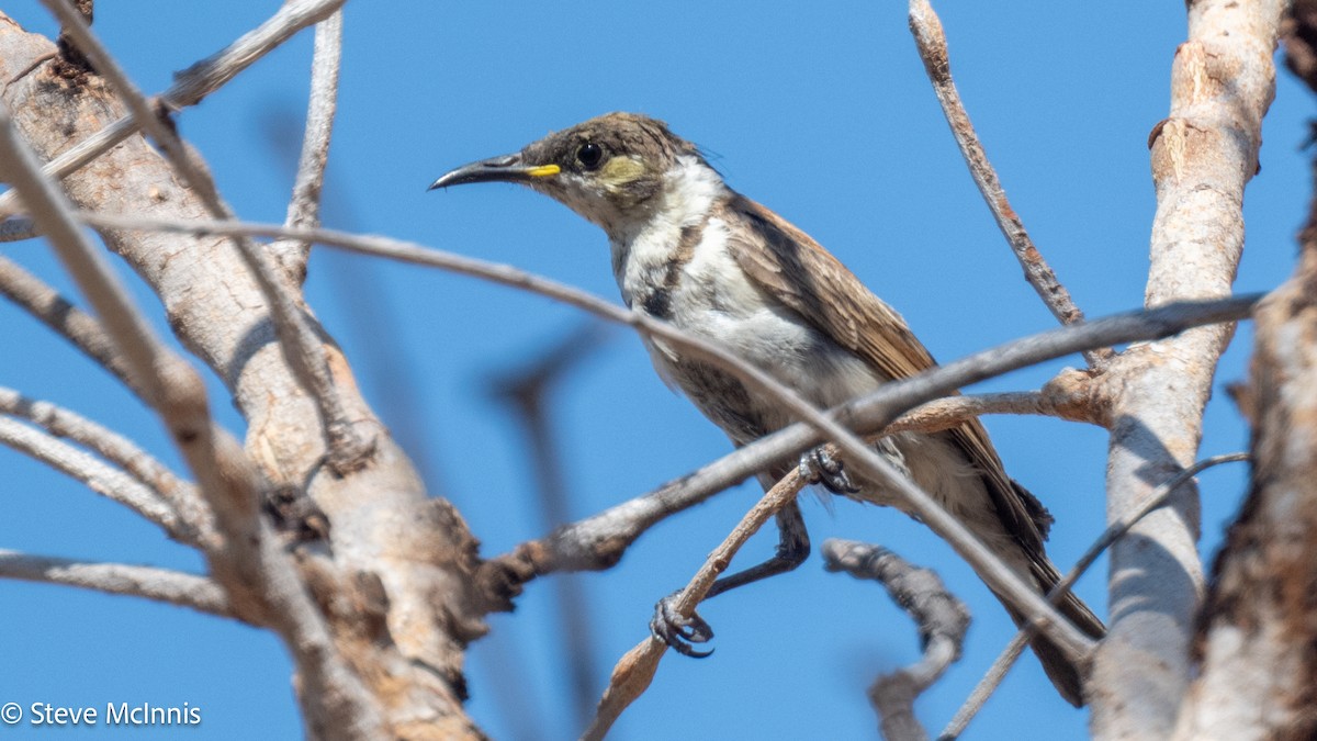 Banded Honeyeater - ML641814917
