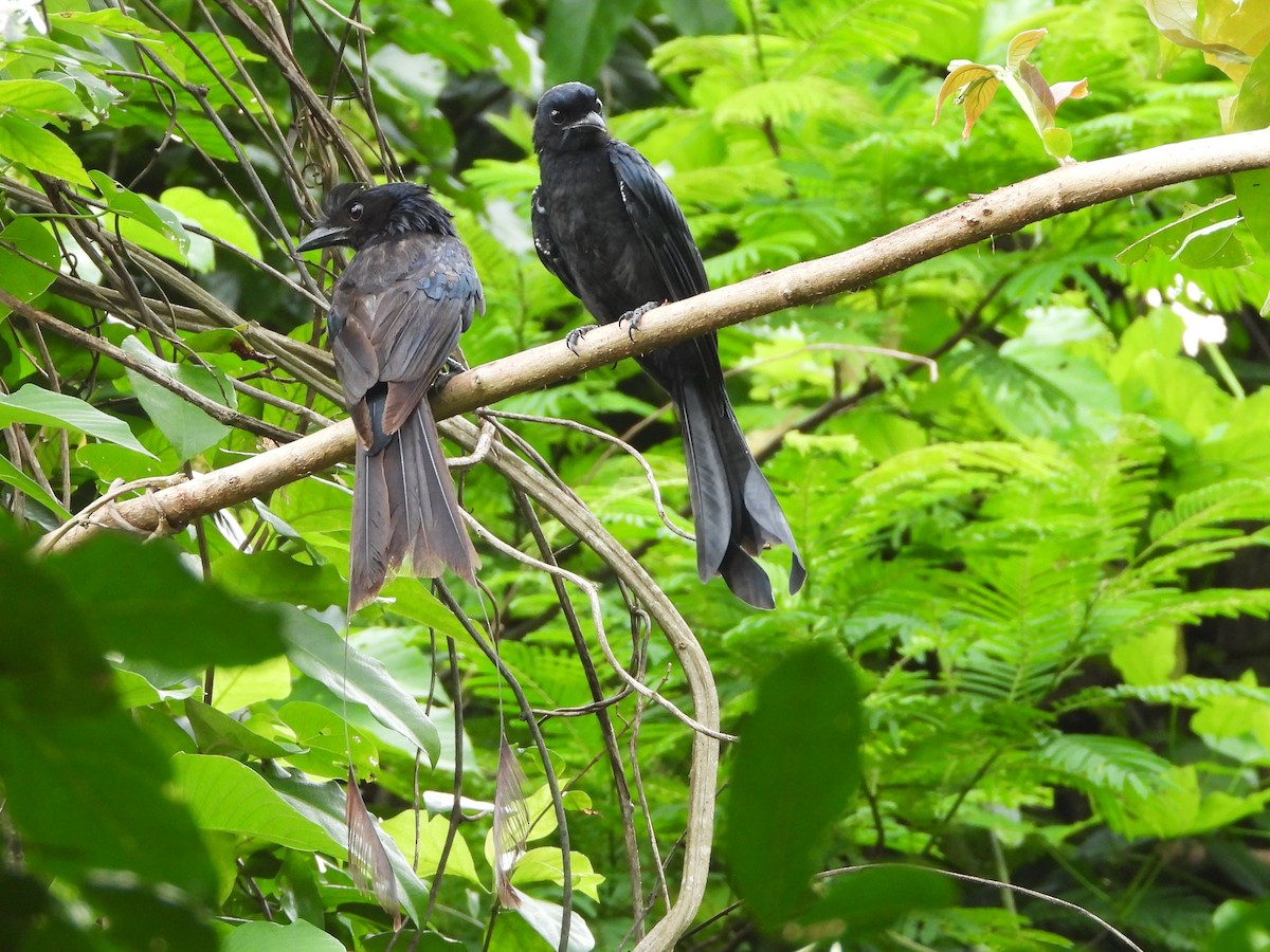 Greater Racket-tailed Drongo - ML641814923