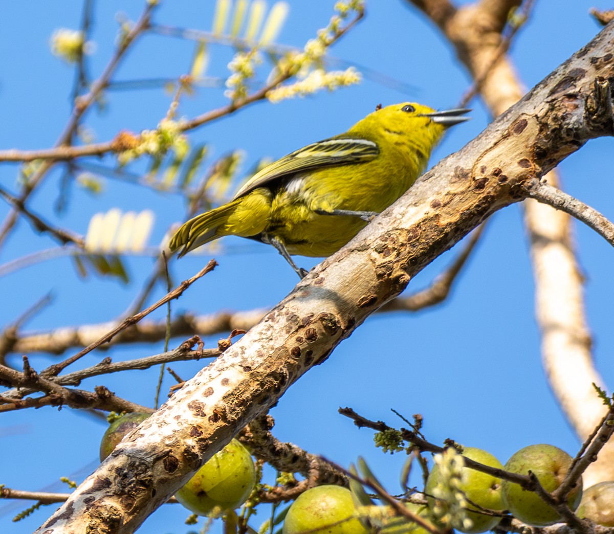 Common Iora - ML641814926