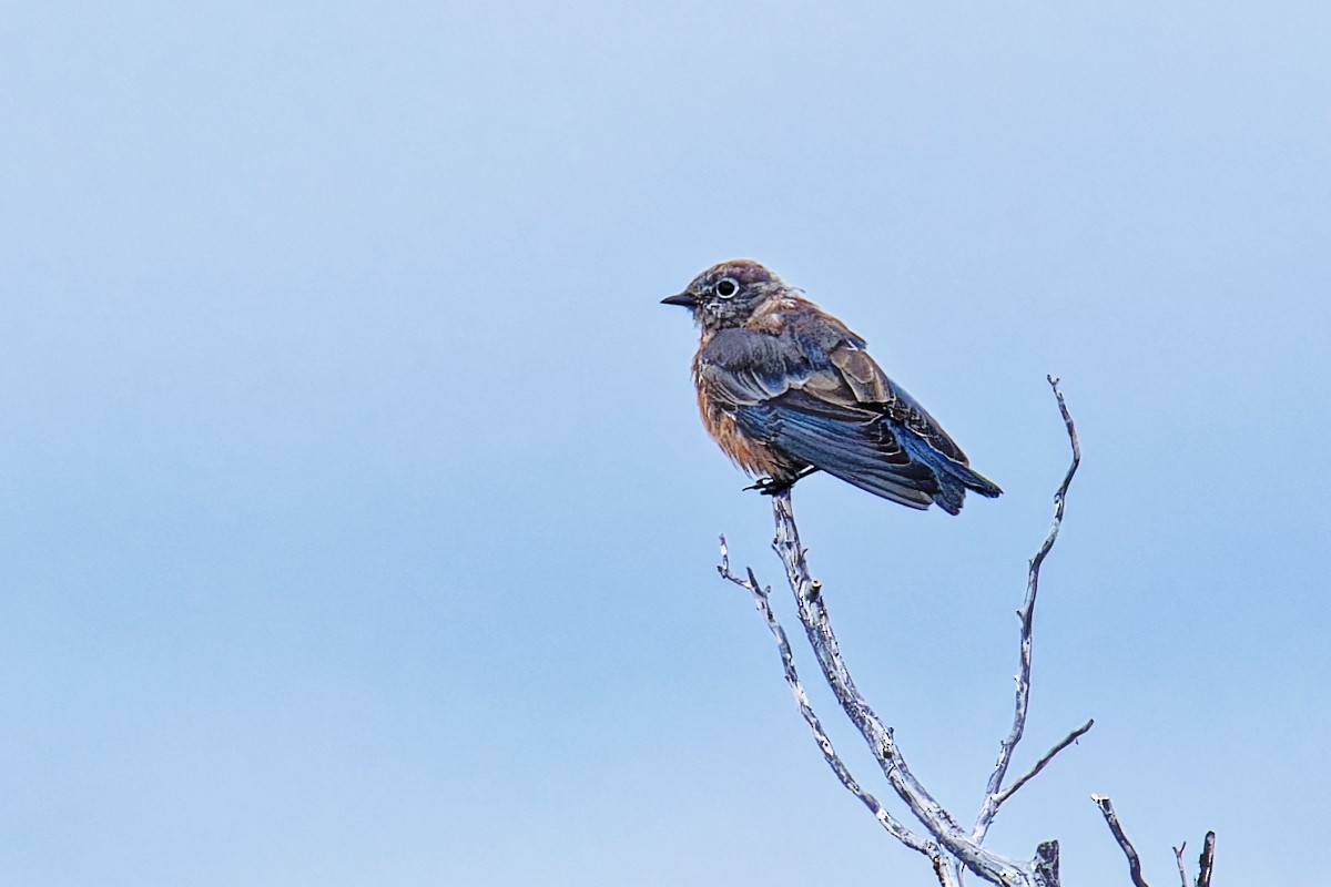Western Bluebird - ML641814934