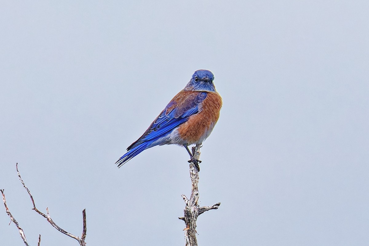 Western Bluebird - ML641814935