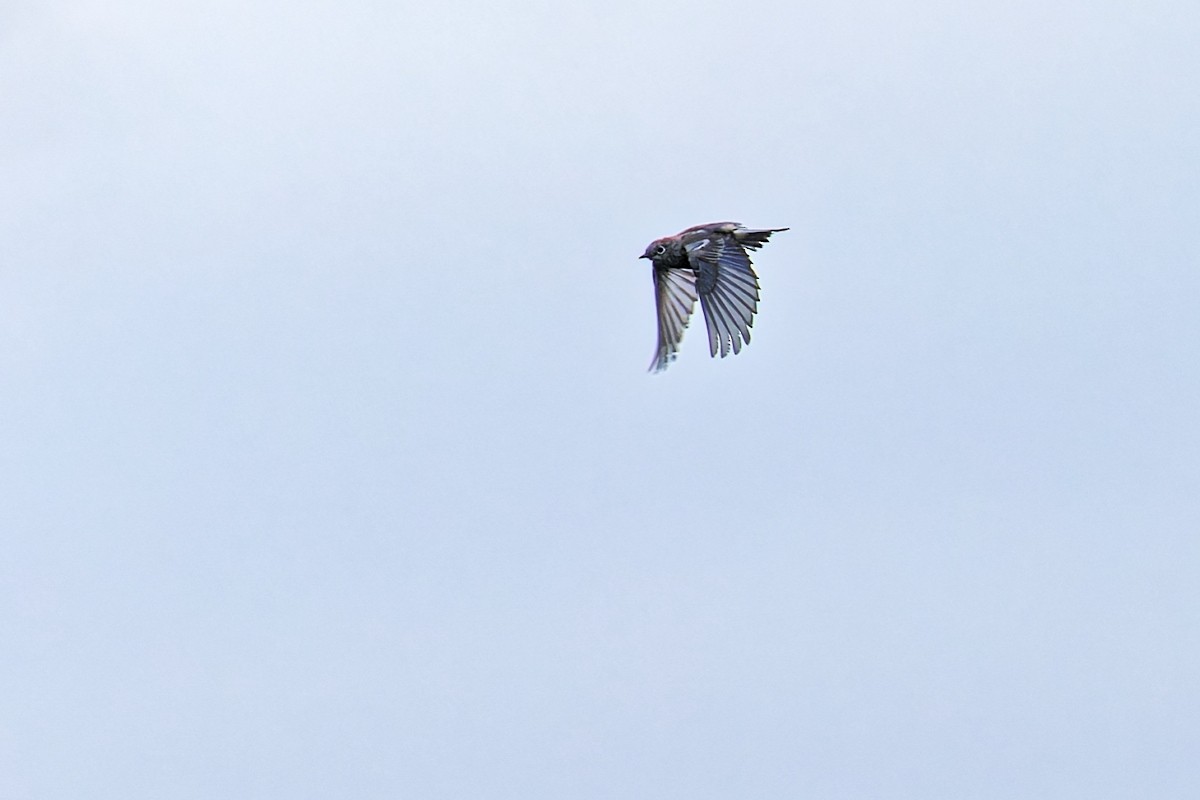 Western Bluebird - ML641814936