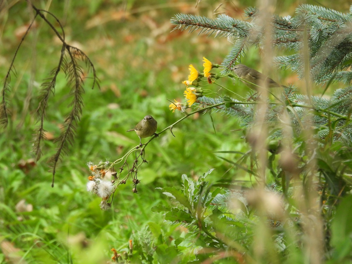 Orange-crowned Warbler - ML641814985