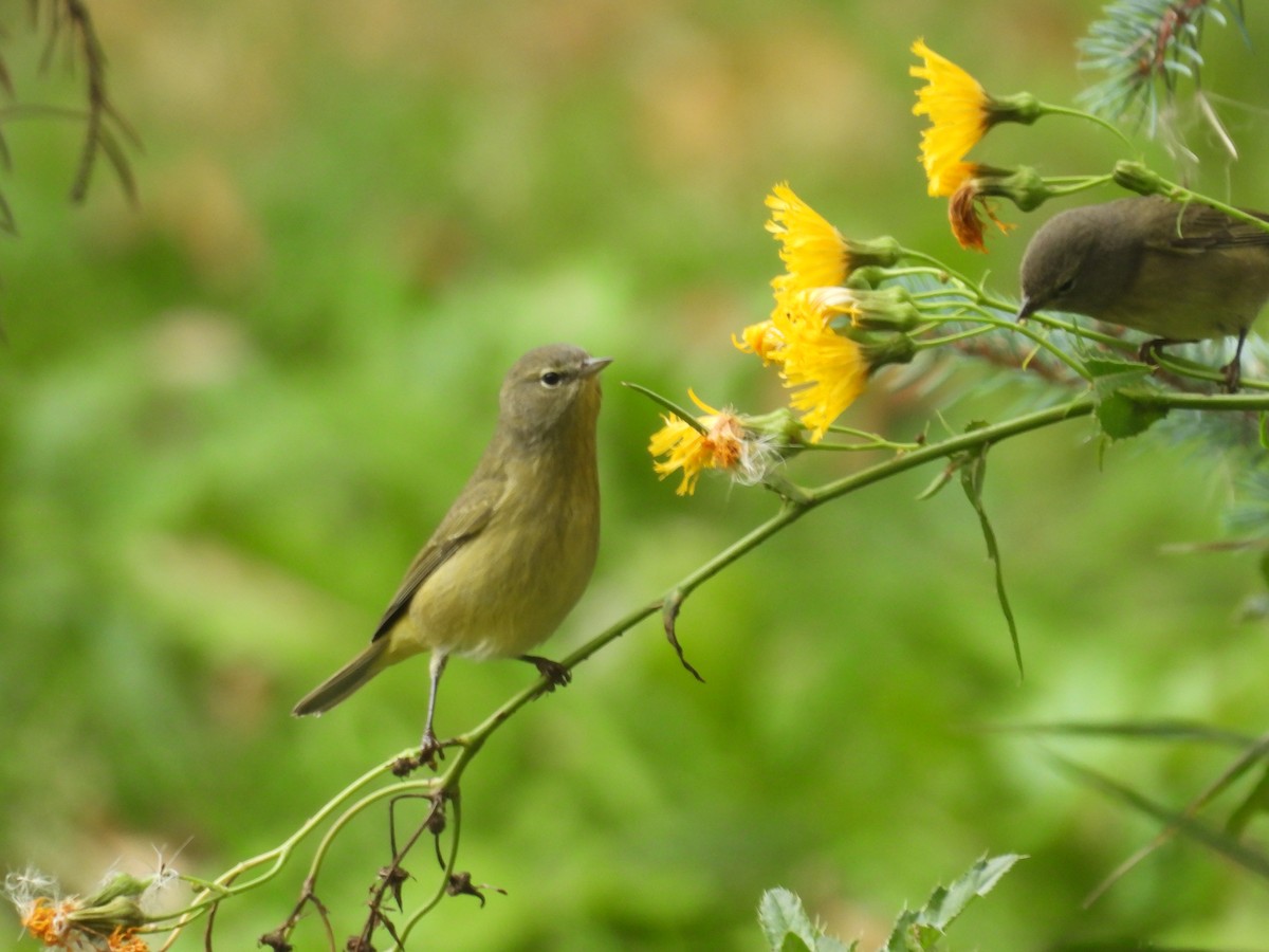 Orange-crowned Warbler - ML641814986