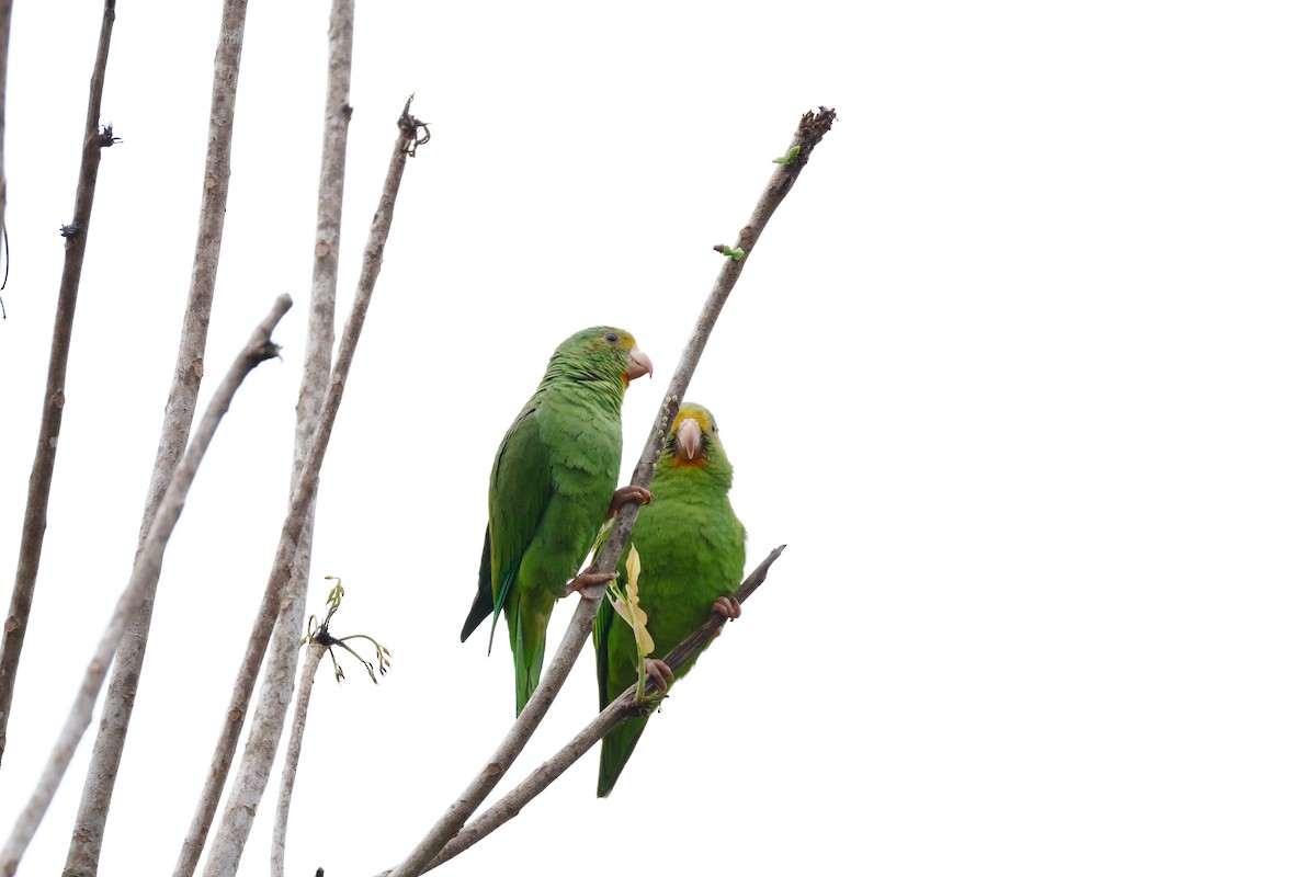 Cobalt-winged Parakeet - ML641815033
