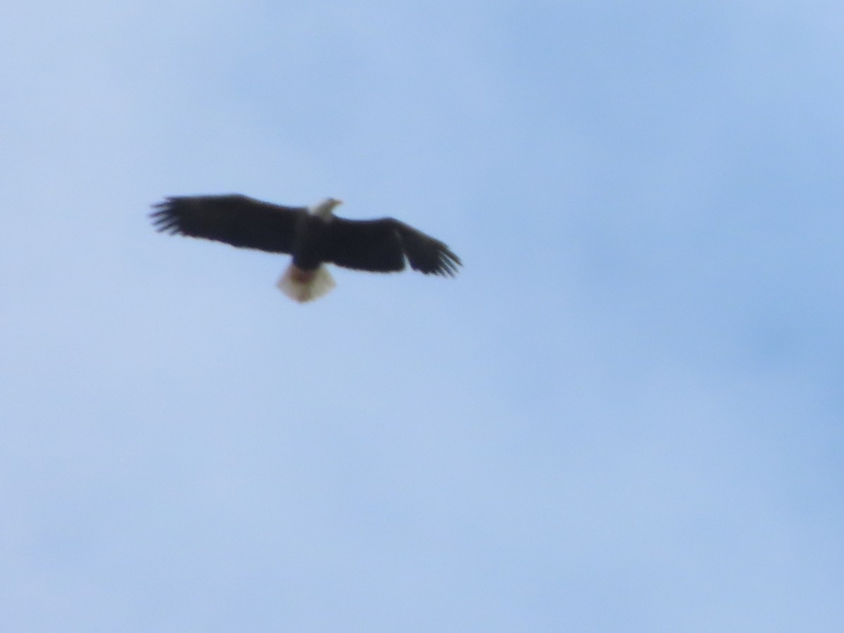 Bald Eagle - ML641815036