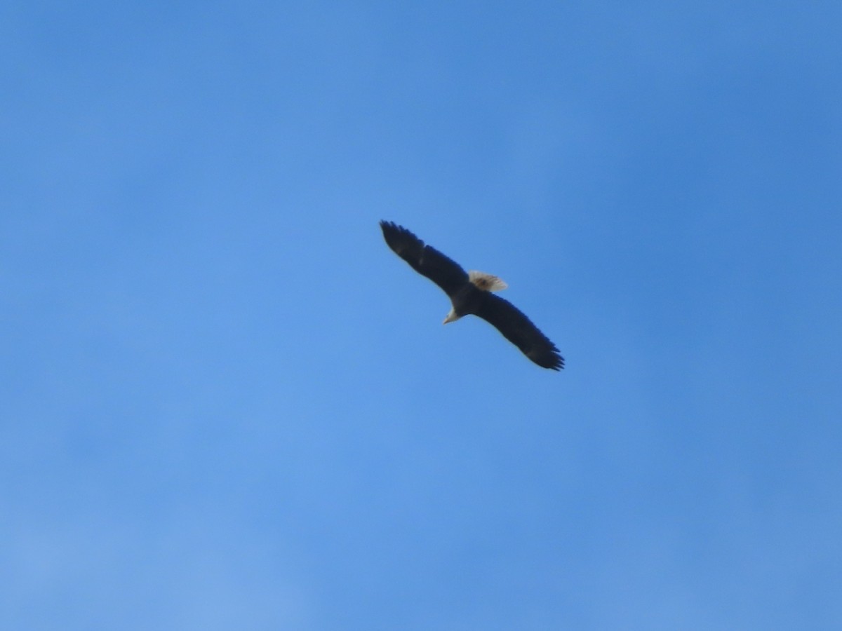 Bald Eagle - ML641815037