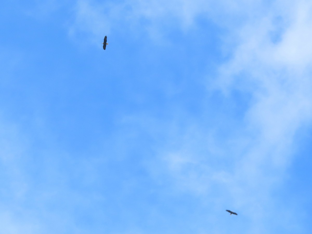 Bald Eagle - ML641815038