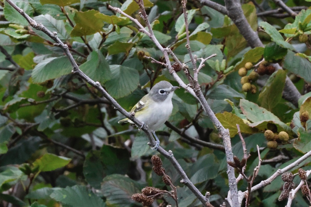 Blue-headed Vireo - ML641815061