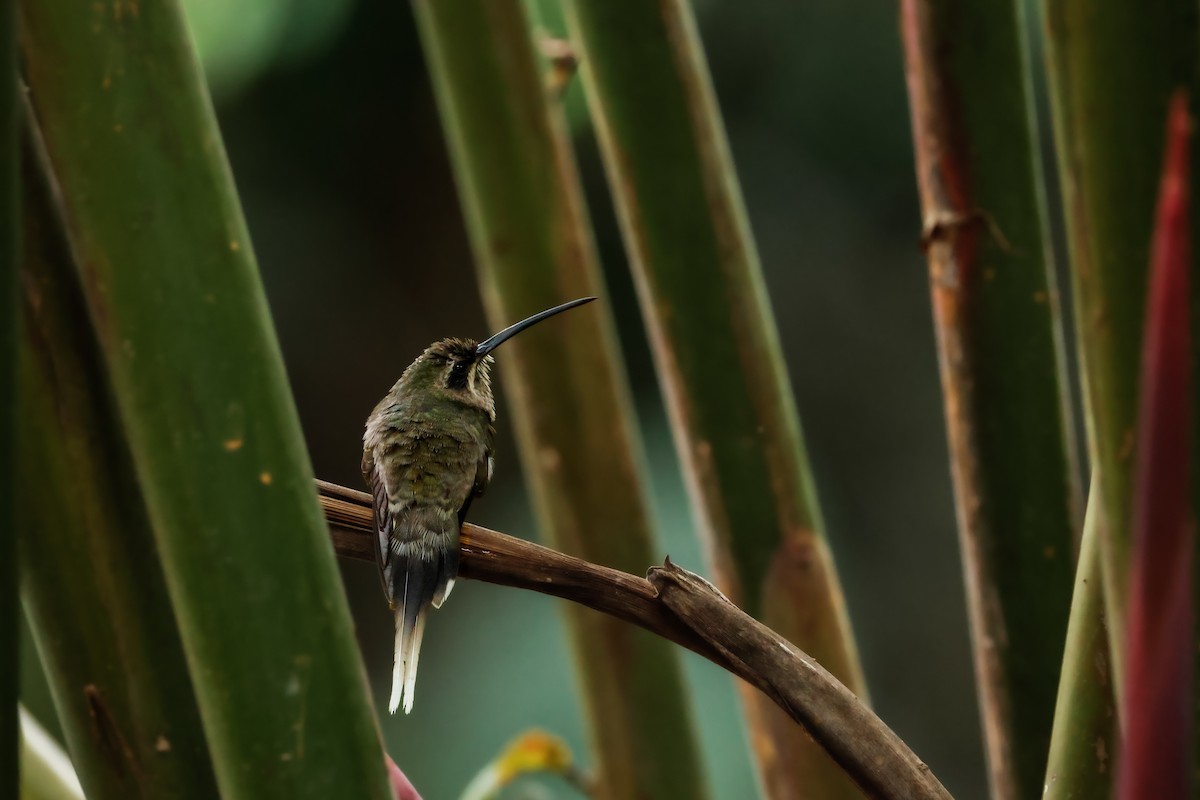 White-bearded Hermit - ML641815064