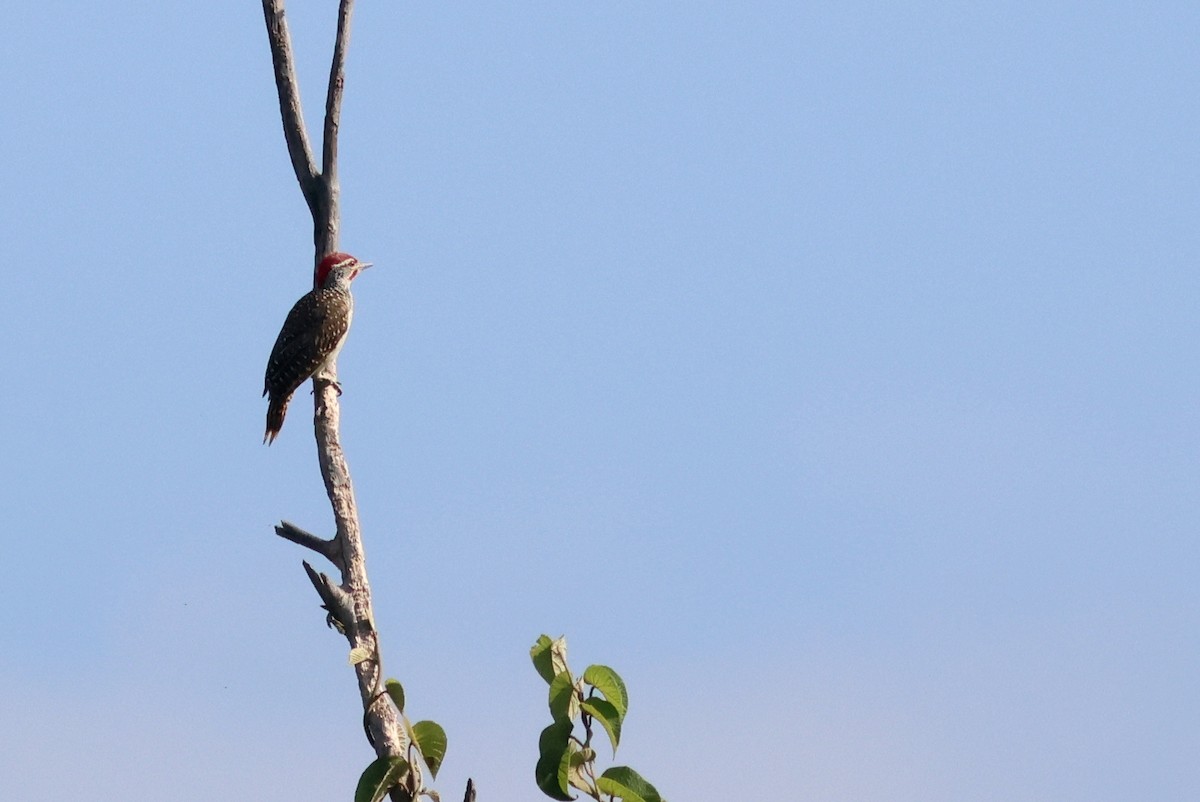 Nubian Woodpecker - ML641815069
