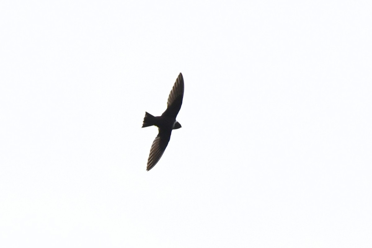 White-collared Swift - ML641815085