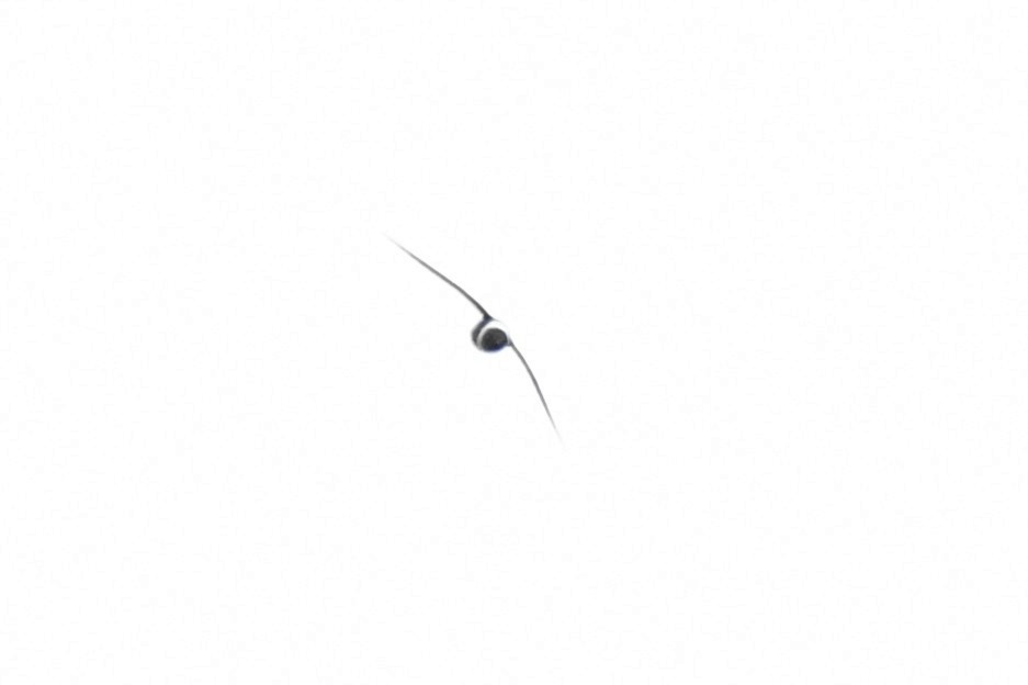 White-collared Swift - ML641815086
