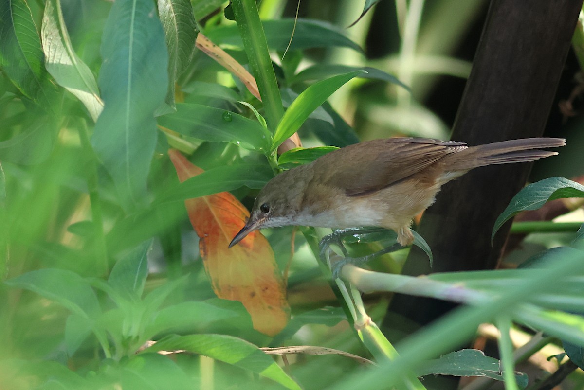 Lesser Swamp Warbler - ML641815092