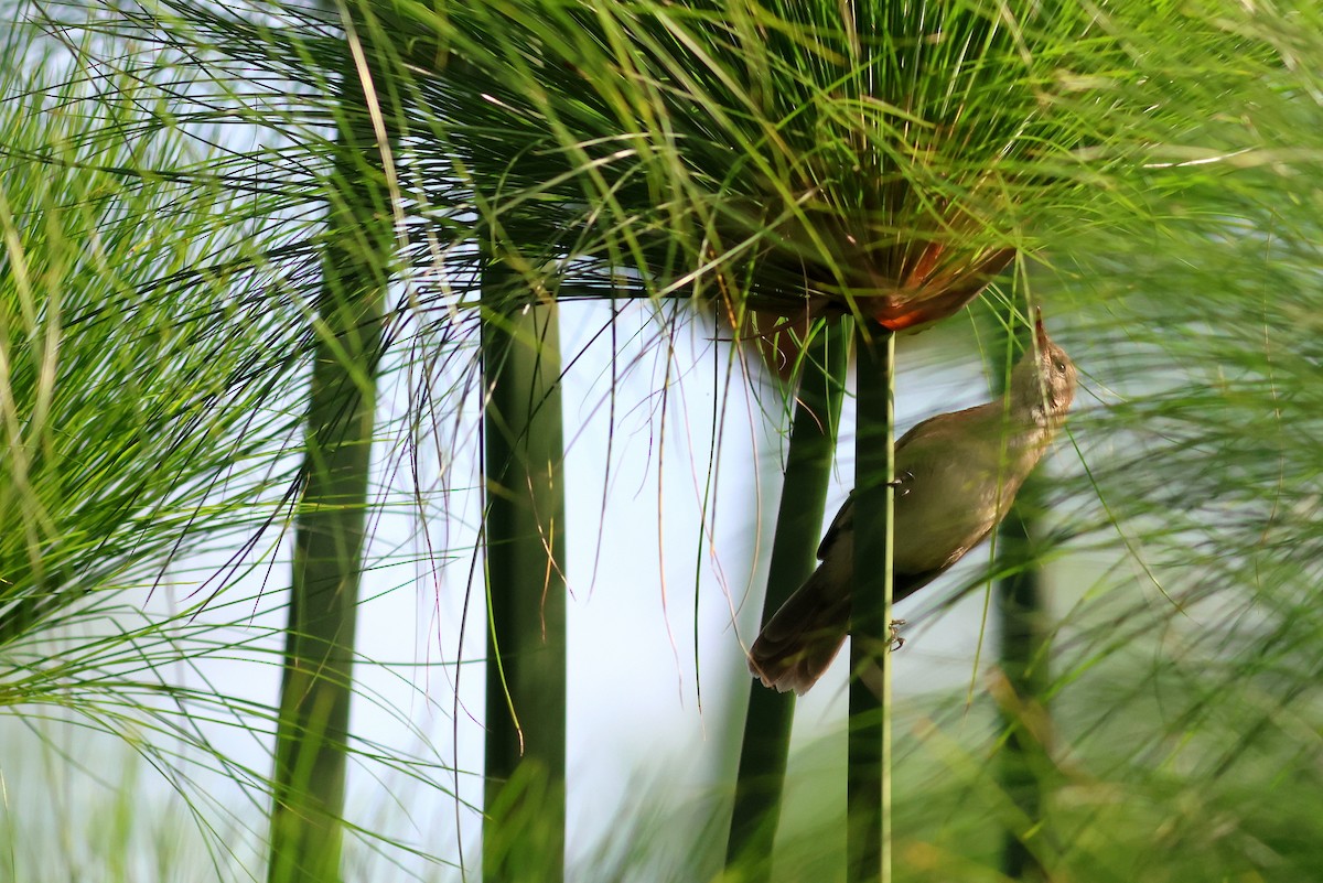 Greater Swamp Warbler - ML641815105