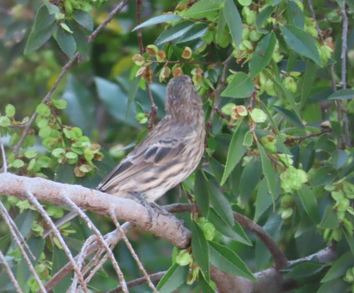House Finch - ML641815121