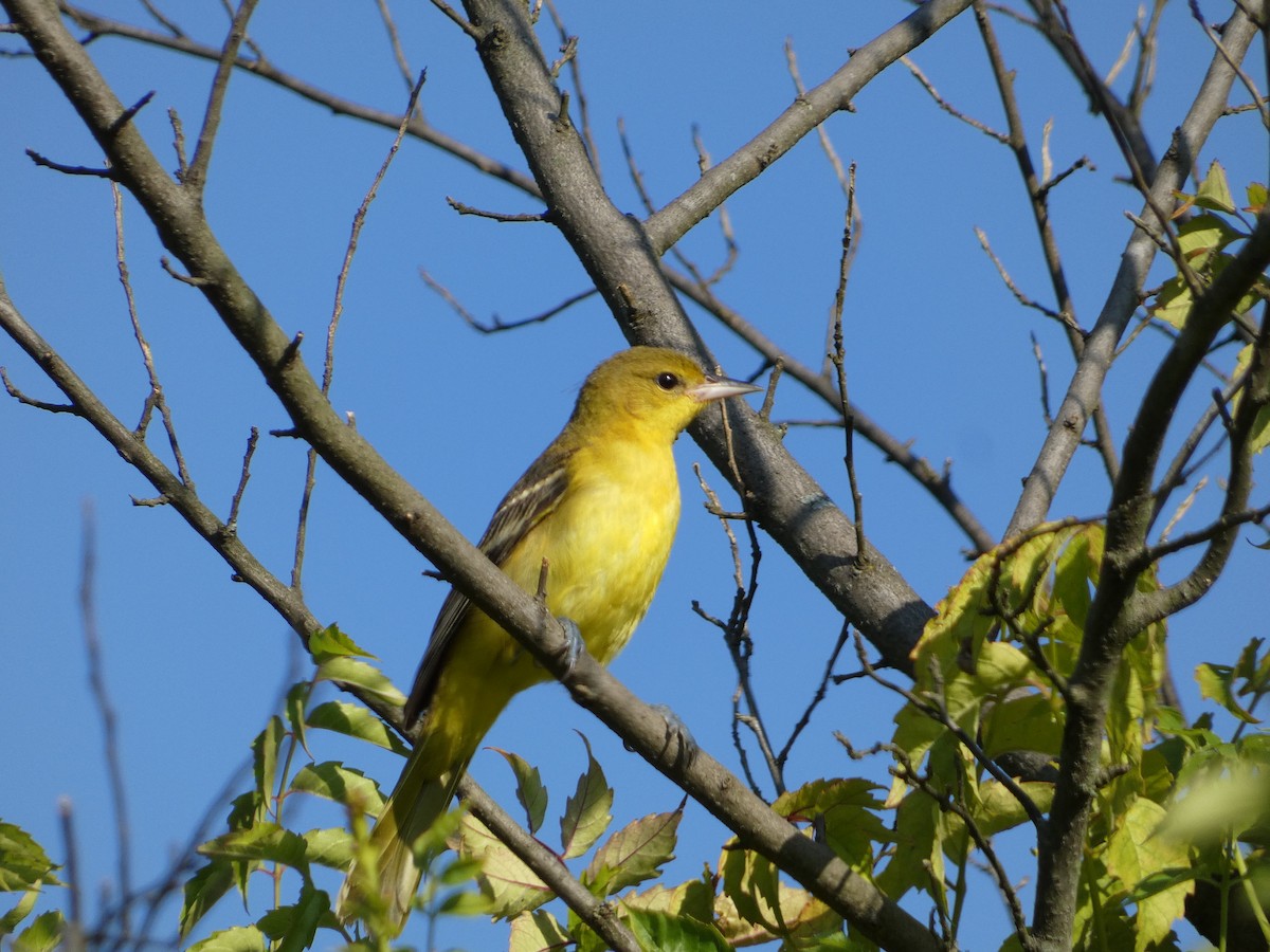 Oriole des vergers - ML641815128