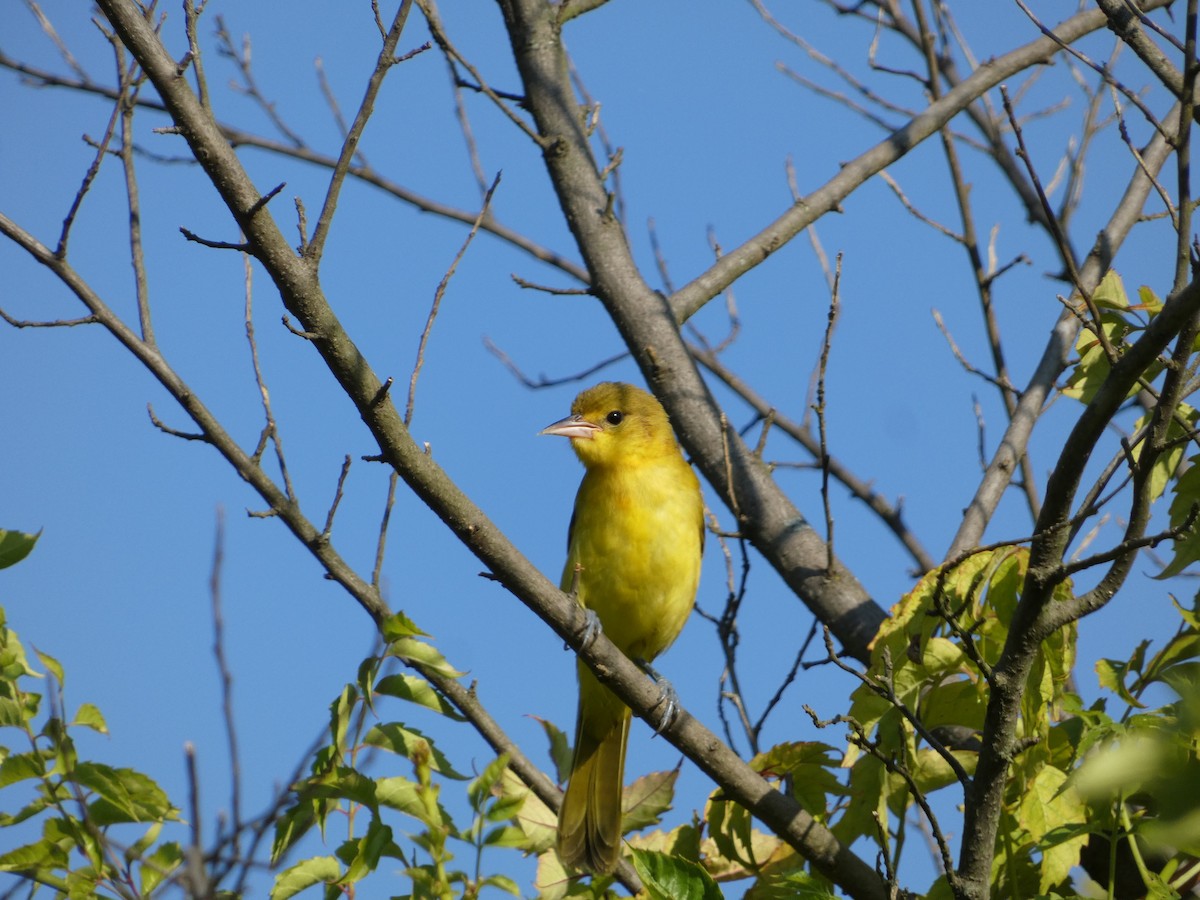 Oriole des vergers - ML641815129