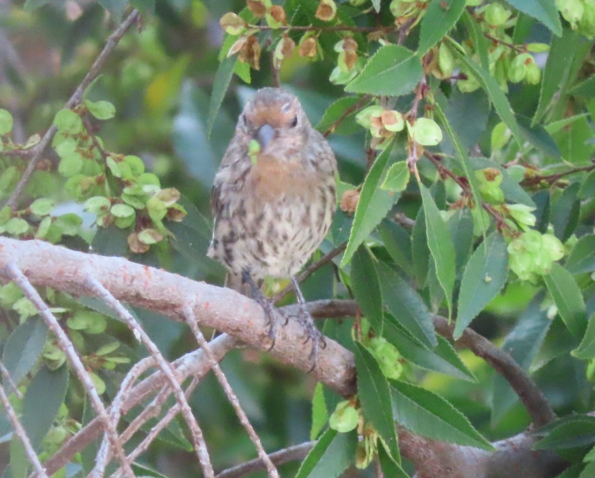 House Finch - ML641815131