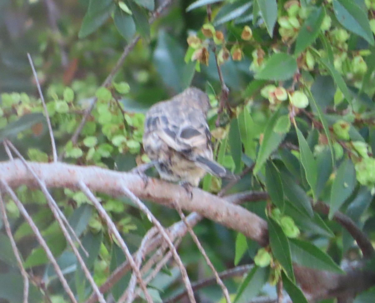 House Finch - ML641815137