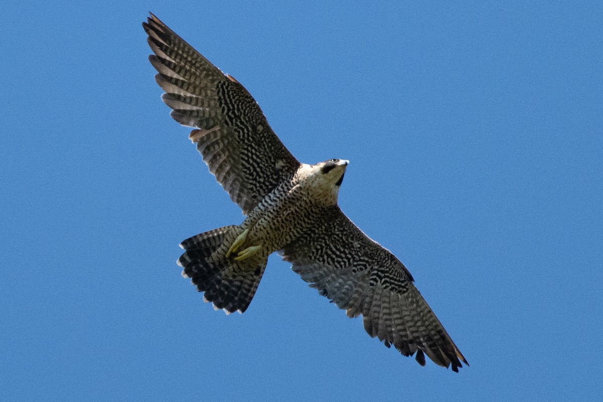 Peregrine Falcon - ML641815149