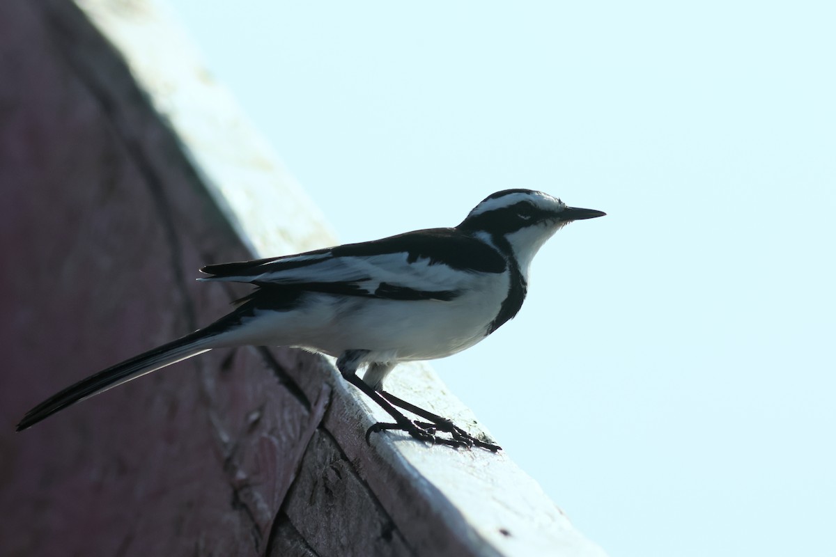 African Pied Wagtail - ML641815150