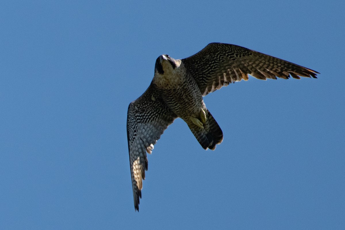 Peregrine Falcon - ML641815151
