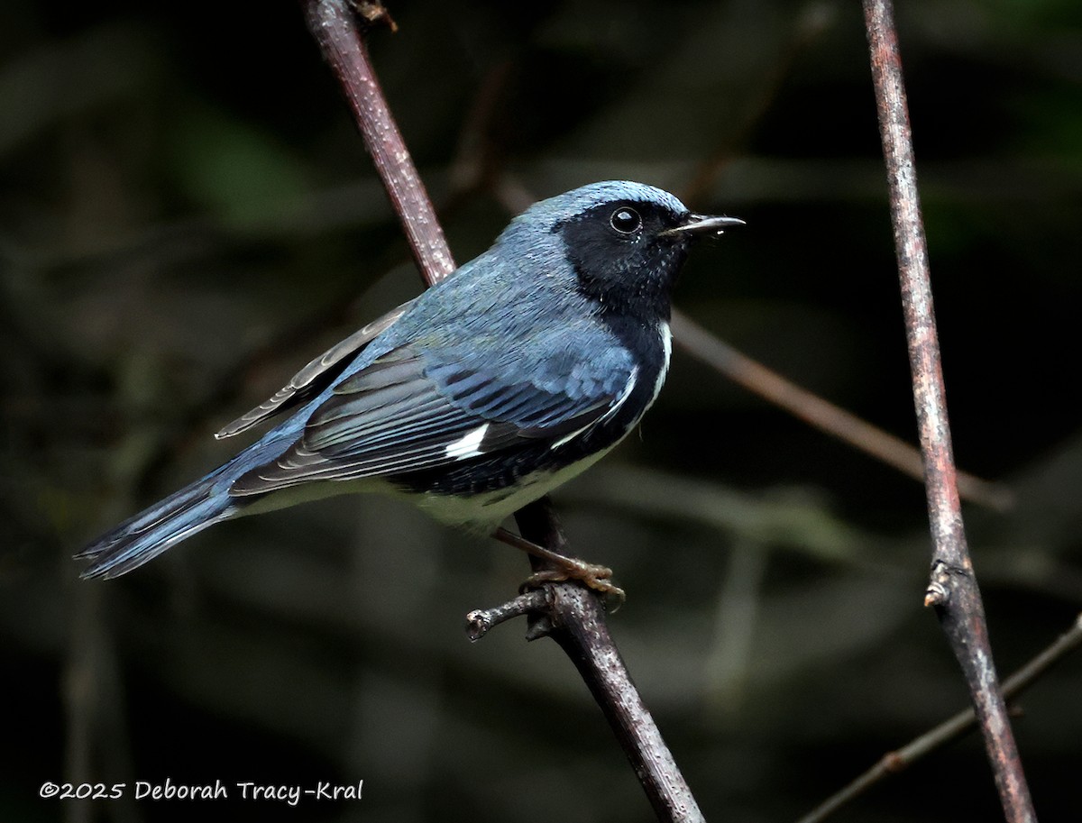 Black-throated Blue Warbler - ML641815168