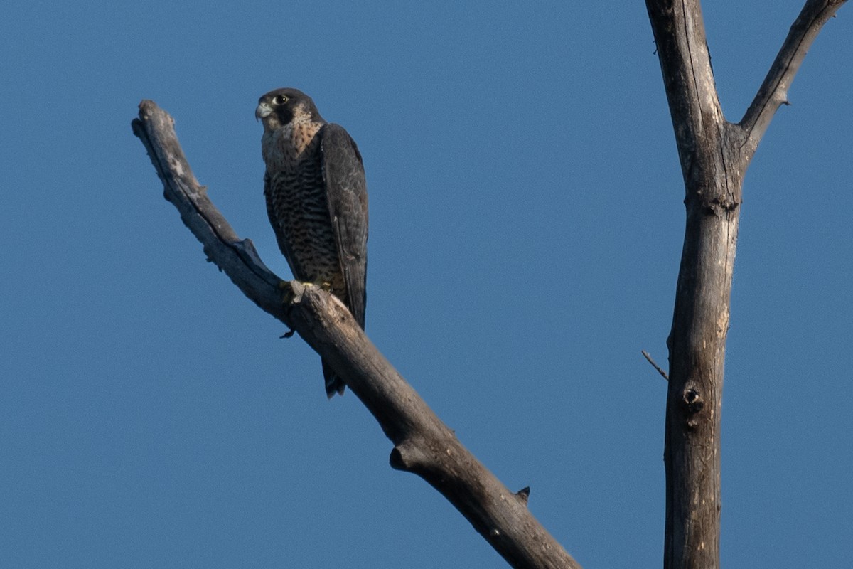 Peregrine Falcon - ML641815171