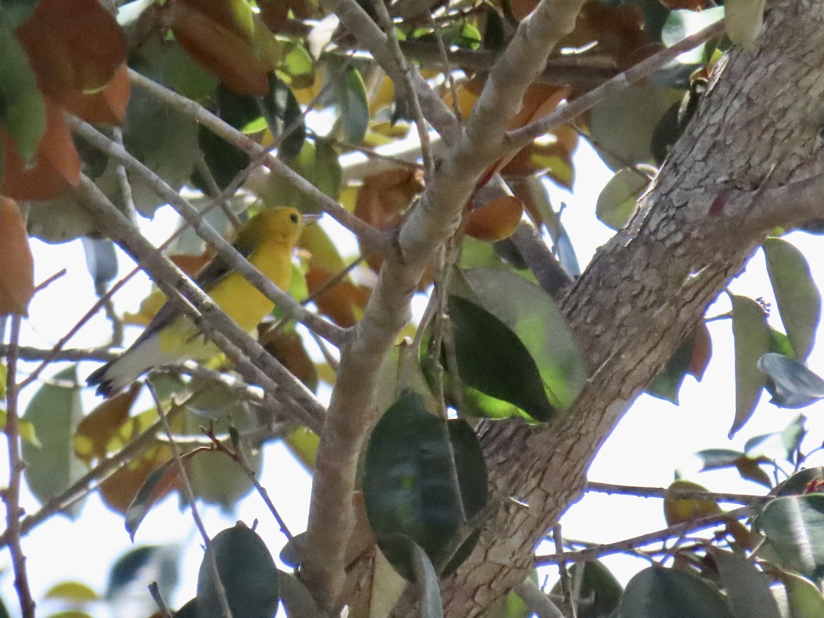 Prothonotary Warbler - ML641815193