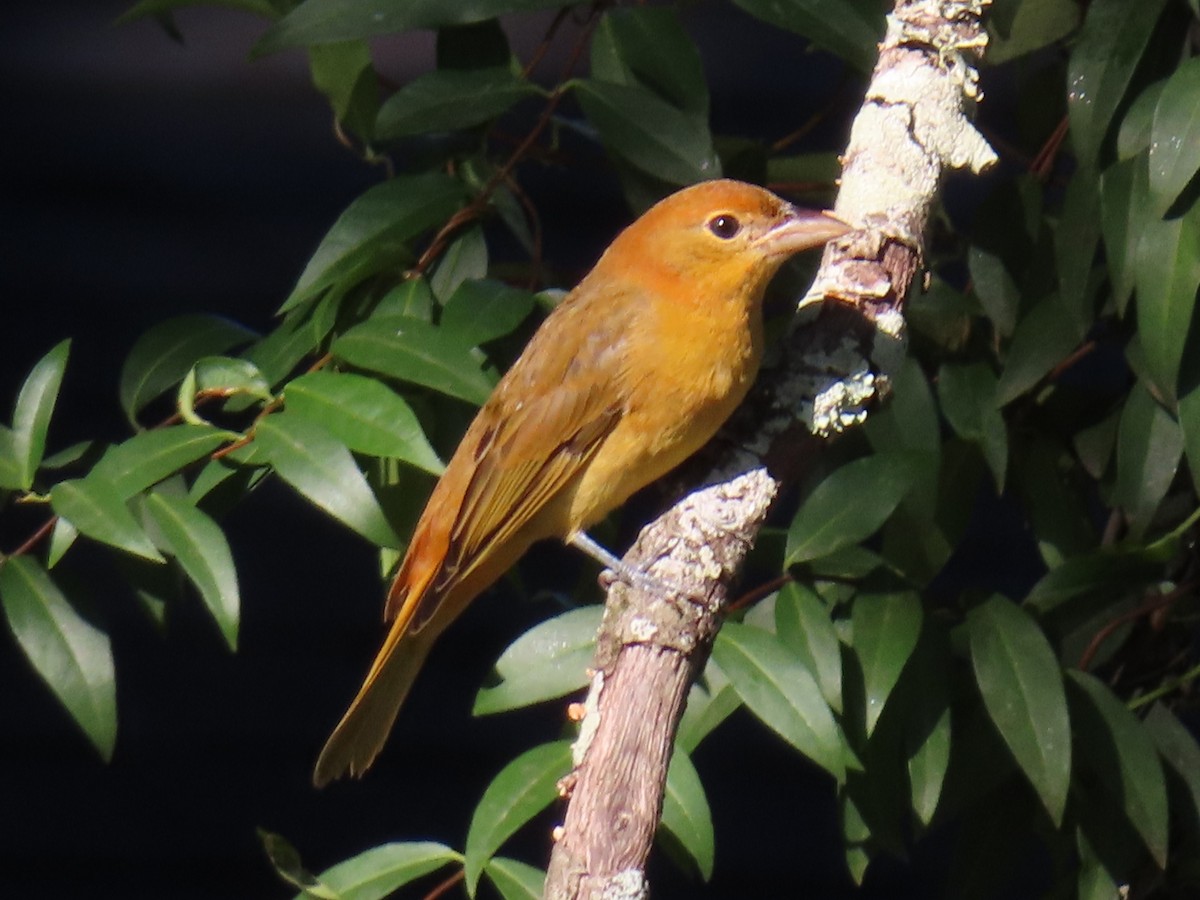 Summer Tanager - ML641815201