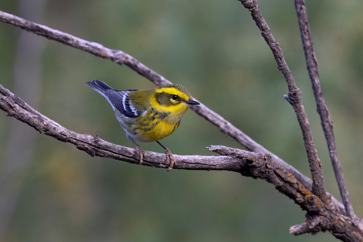 Townsend's Warbler - ML641815218