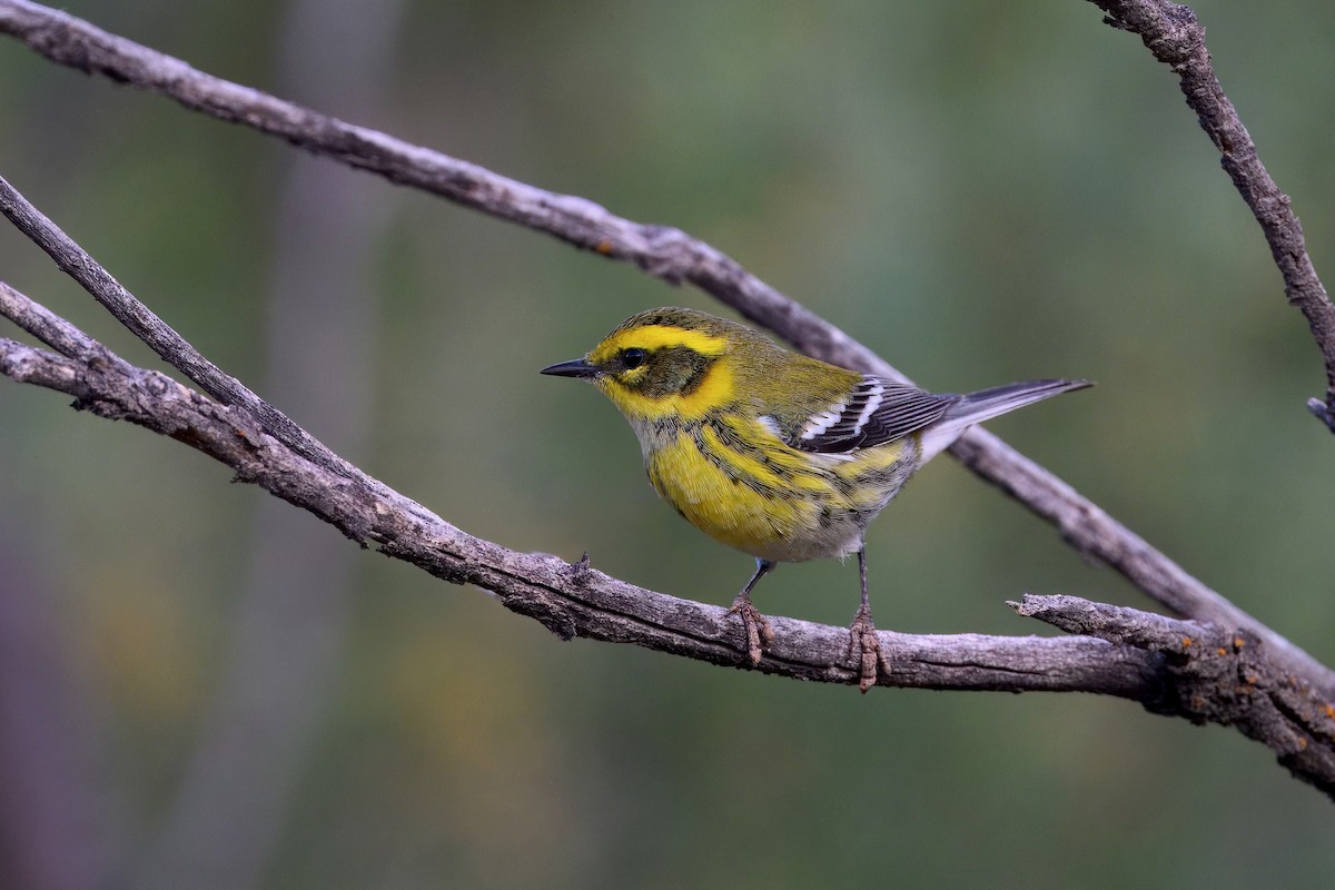 Townsend's Warbler - ML641815221