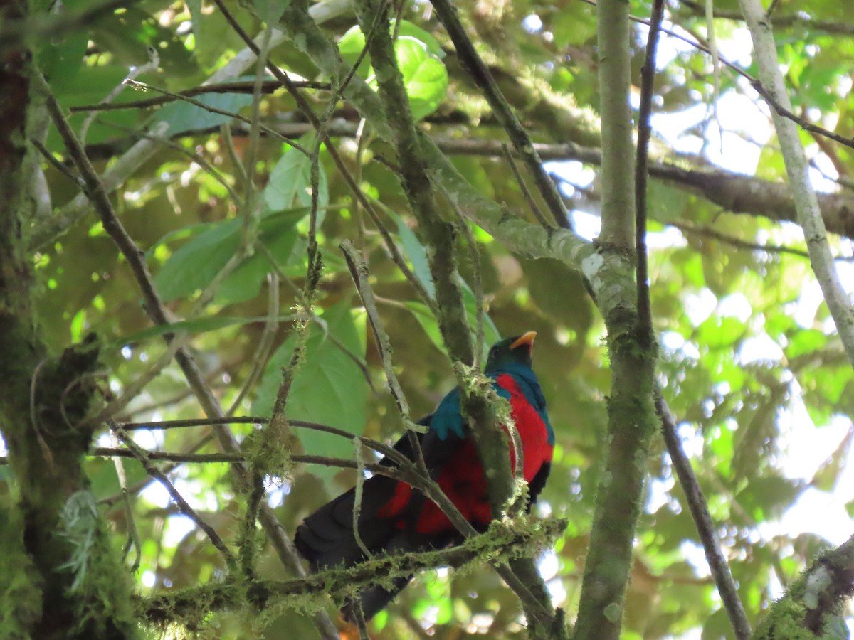 Golden-headed Quetzal - ML641815231