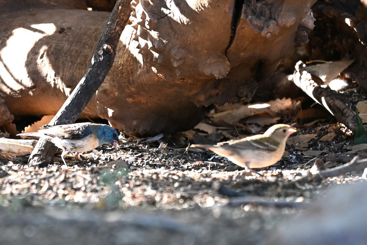 Lazuli Bunting - ML641815234