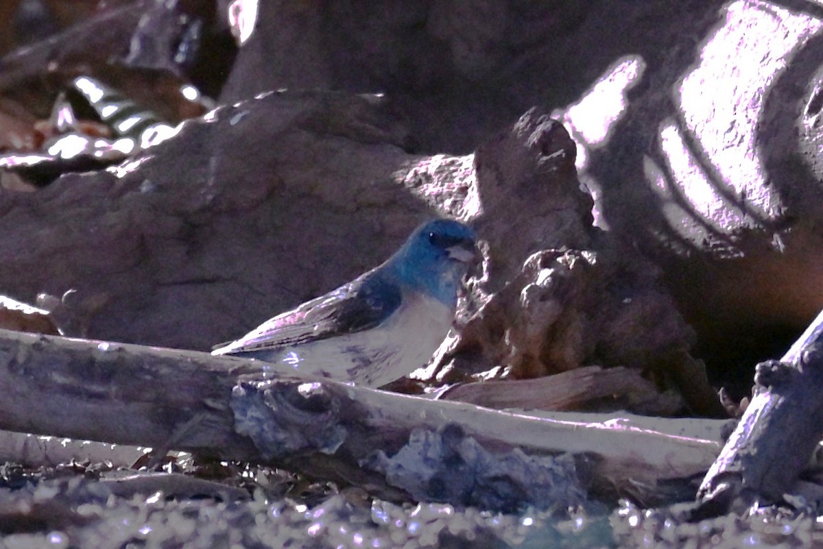 Lazuli Bunting - ML641815245