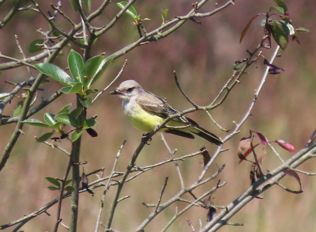 Western Kingbird - ML641815248