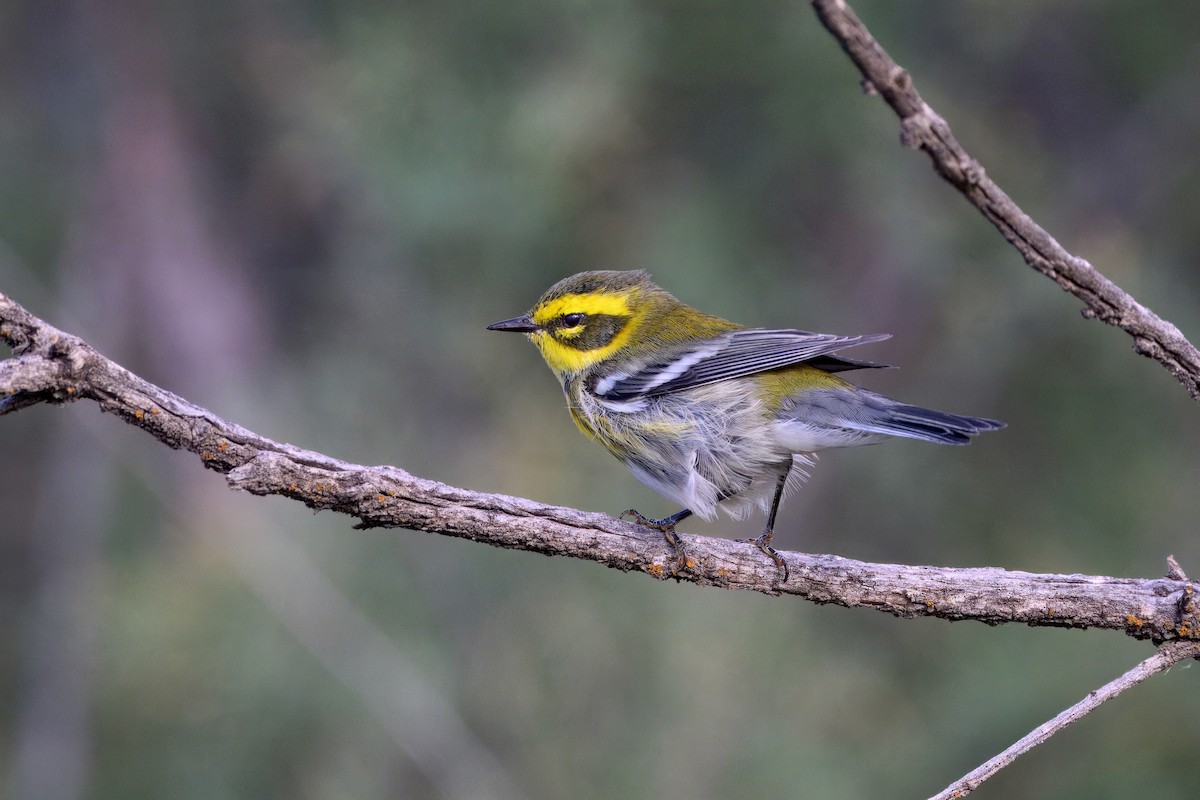 Townsend's Warbler - ML641815266