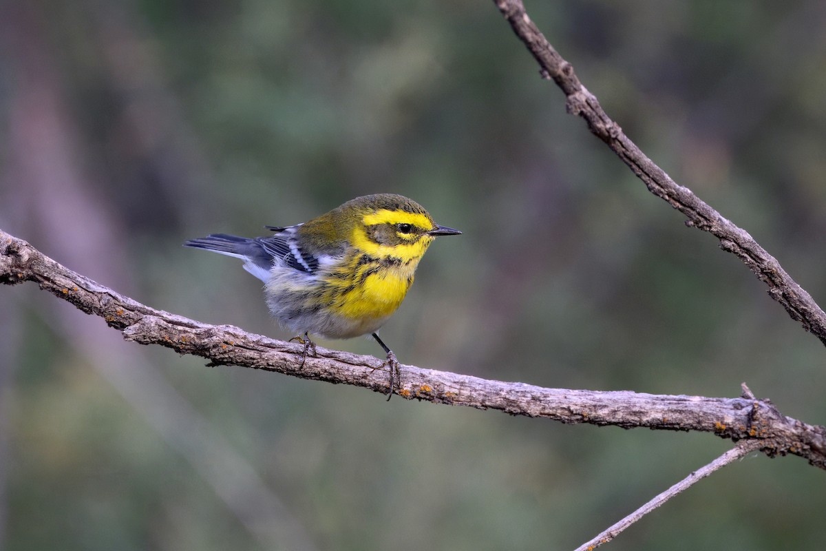 Townsend's Warbler - ML641815269