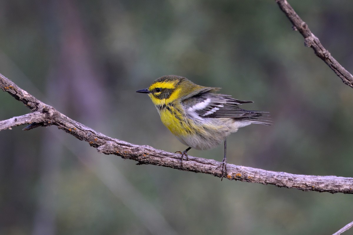 Townsend's Warbler - ML641815271