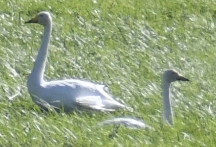 Whooper Swan - ML641815272