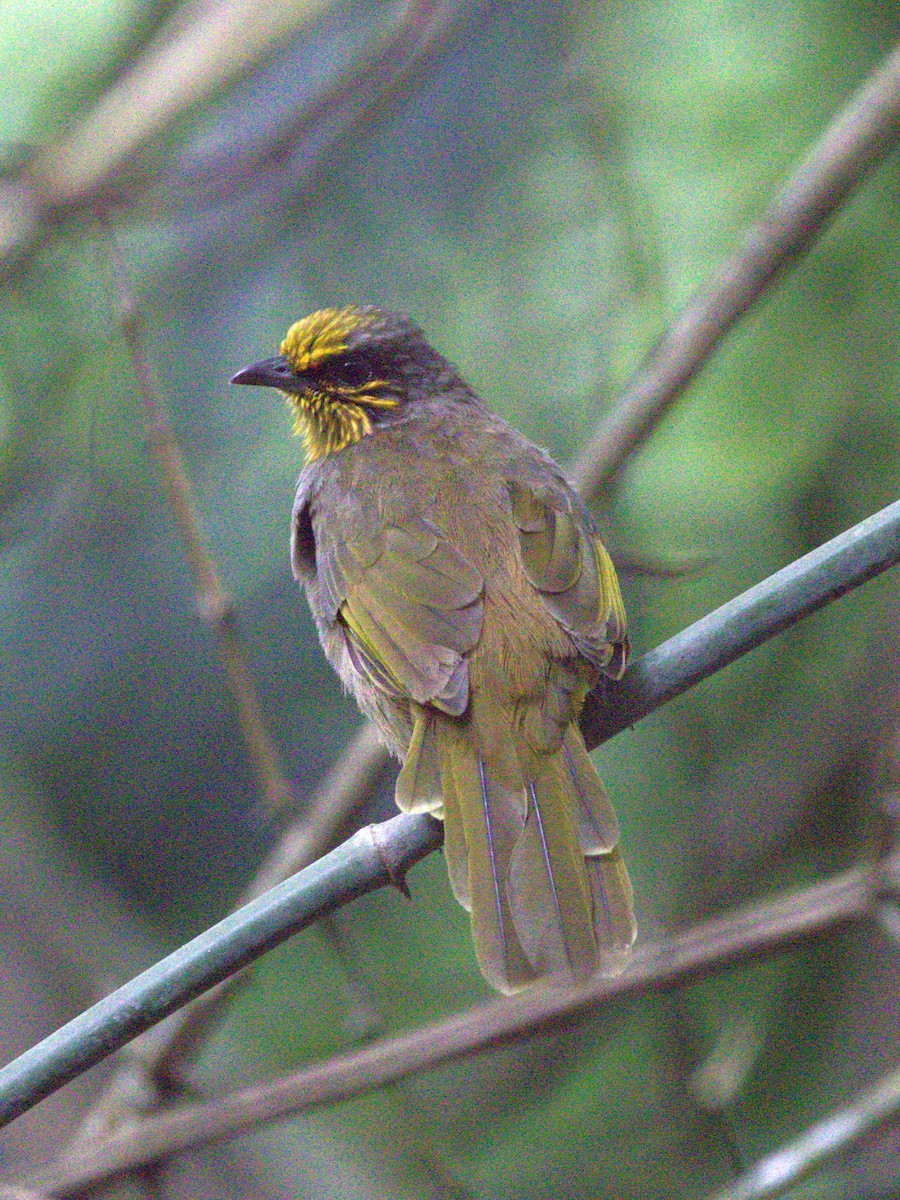 Stripe-throated Bulbul - ML641815281