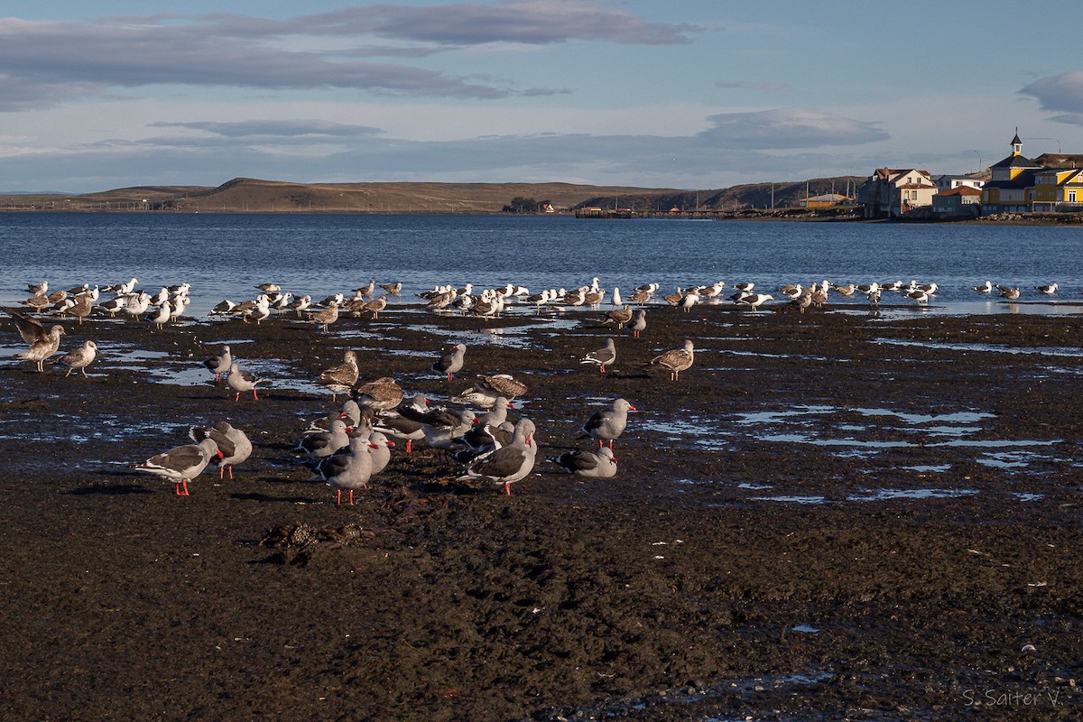 Dolphin Gull - ML641815298