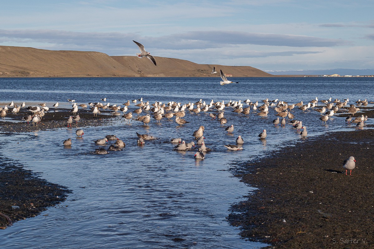 Dolphin Gull - ML641815299