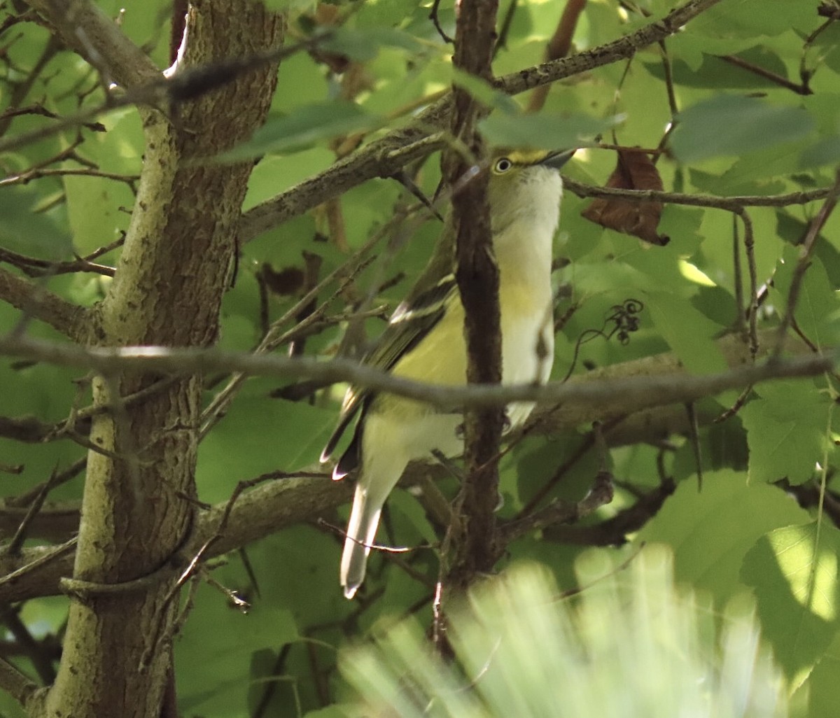 White-eyed Vireo - ML641815316