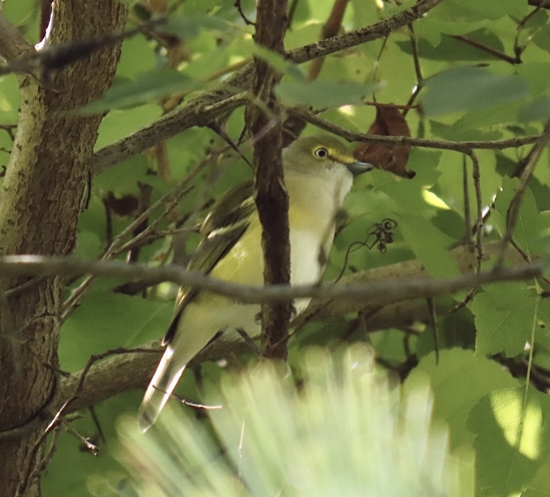 White-eyed Vireo - ML641815318