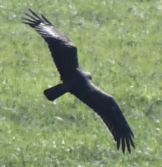 Western Marsh Harrier - ML641815340