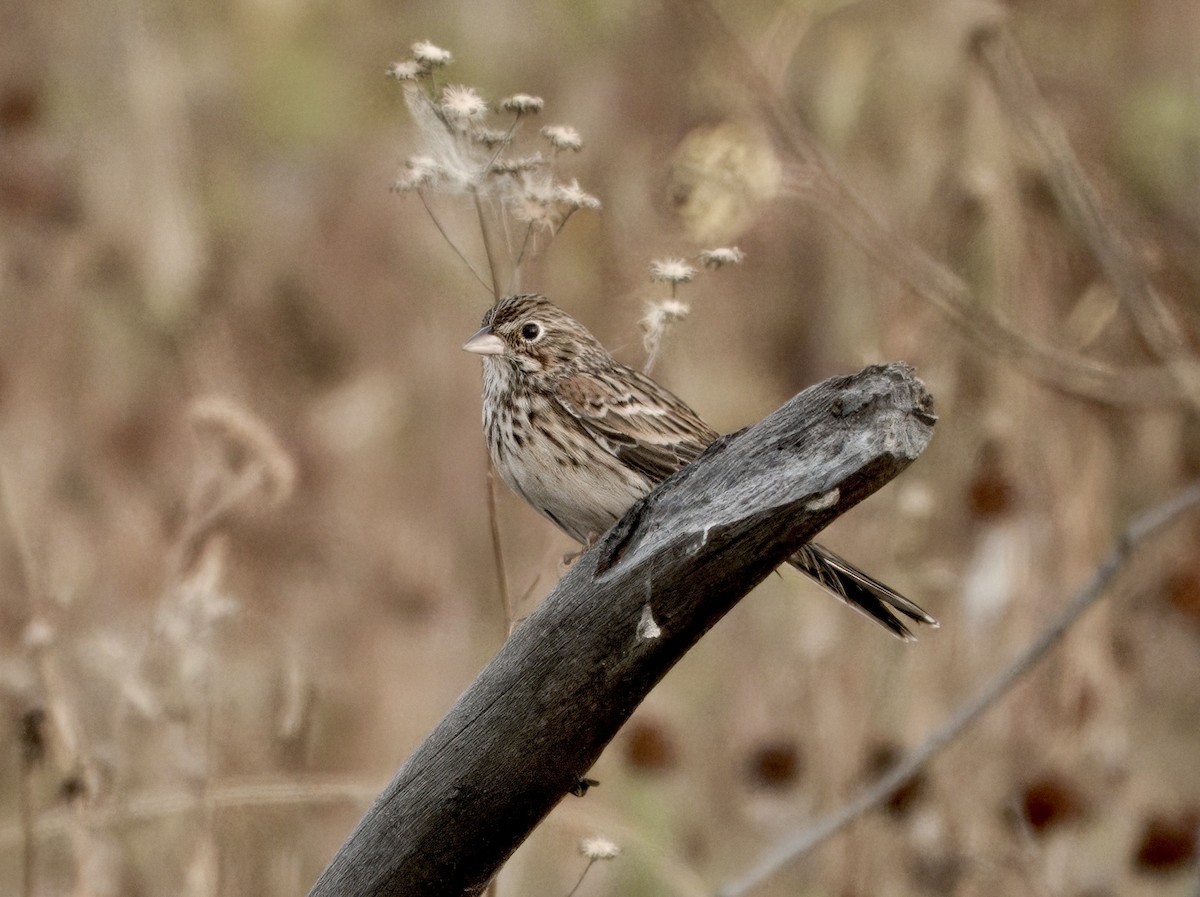 Vesper Sparrow - ML641815354