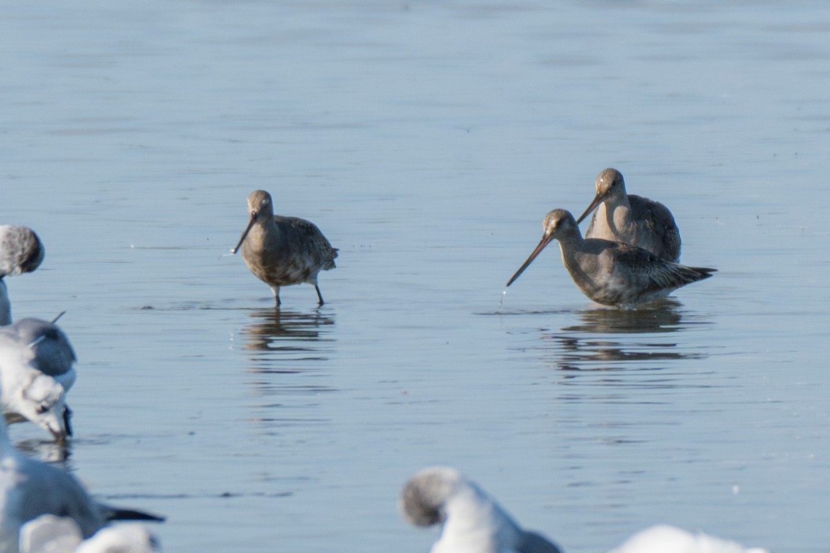 Hudsonian Godwit - ML641815380