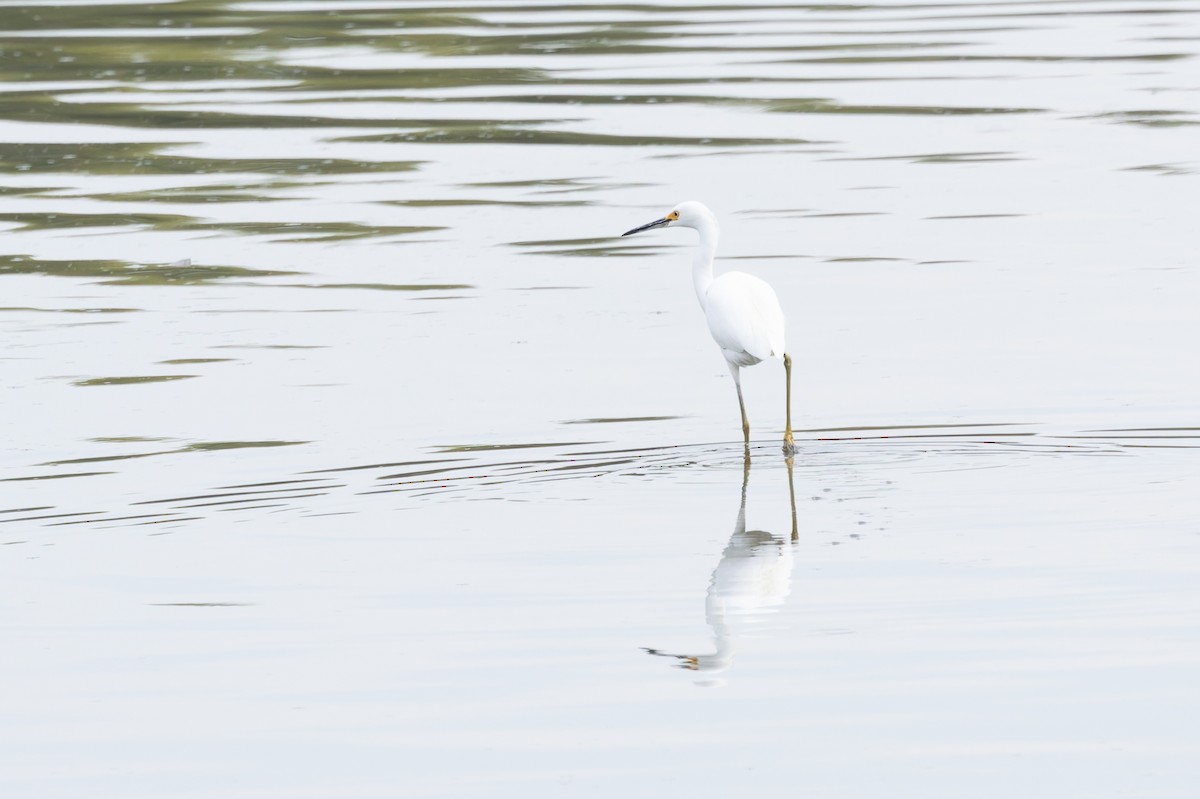 Snowy Egret - ML641815384